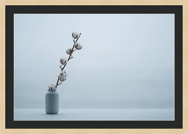Cotton Branch Serenity