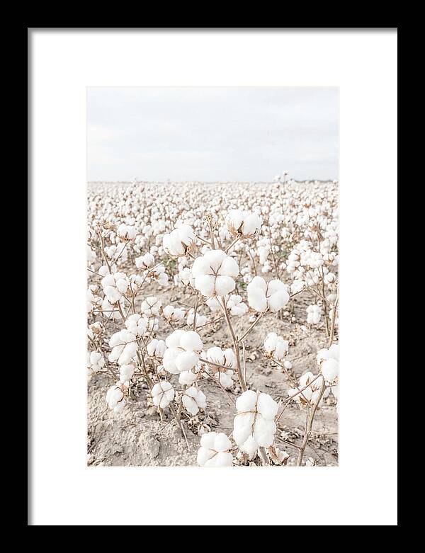 Cotton Field Serenity