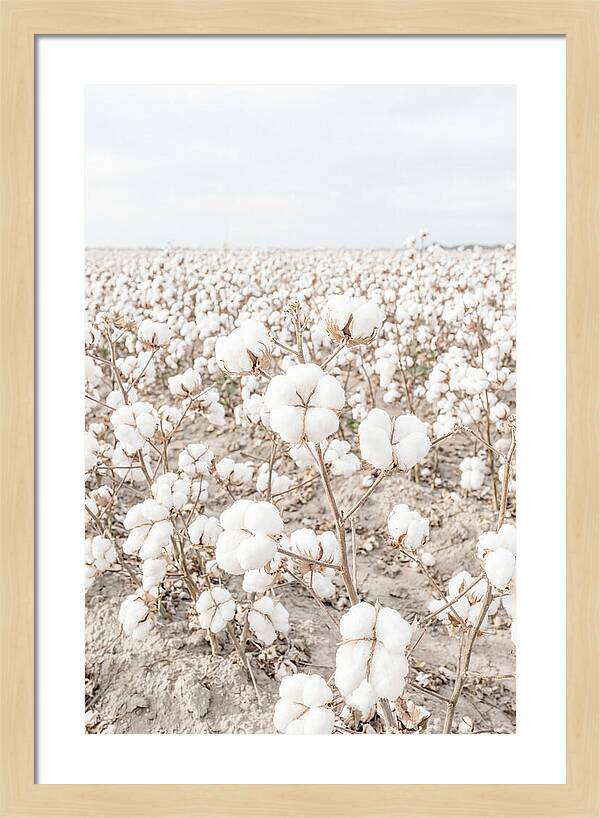 Cotton Field Serenity