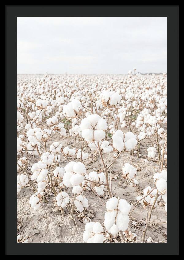 Cotton Field Serenity