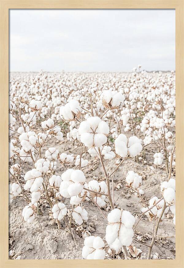 Cotton Field Serenity