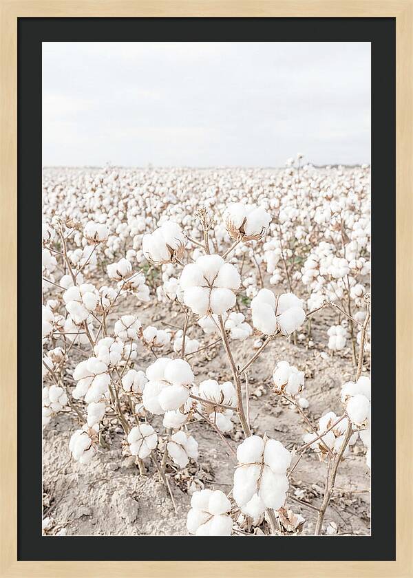 Cotton Field Serenity