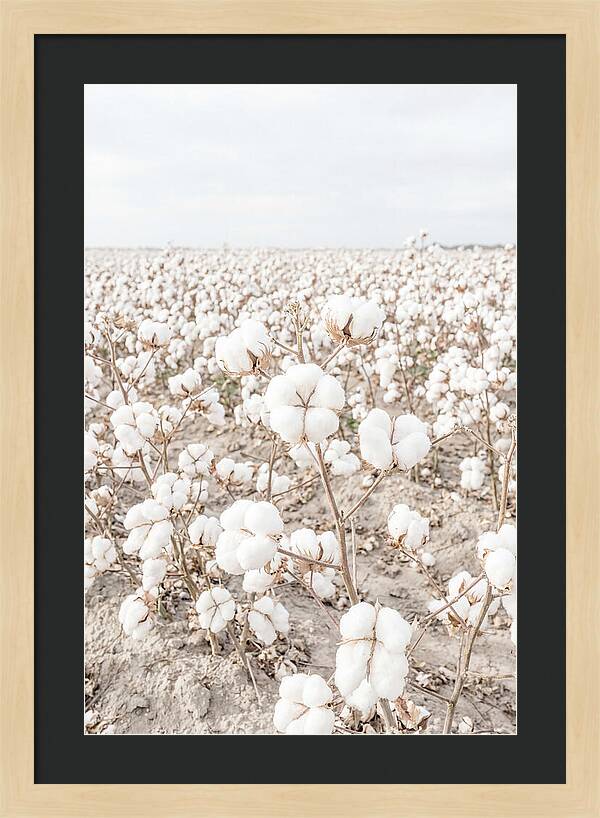 Cotton Field Serenity