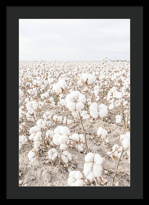 Cotton Field Serenity