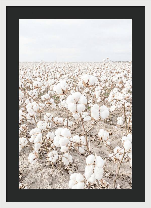 Cotton Field Serenity
