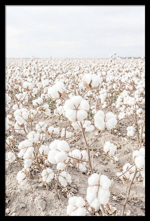 Cotton Field Serenity