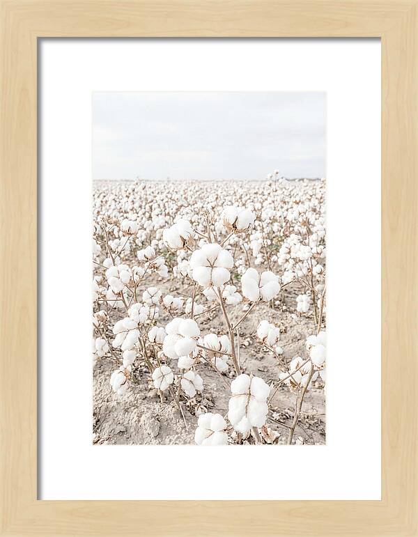 Cotton Field Serenity