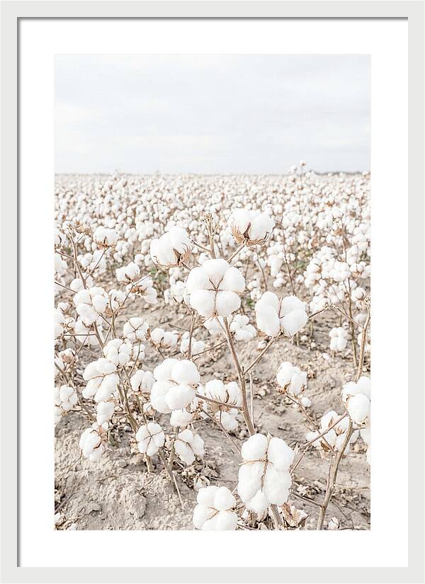 Cotton Field Serenity