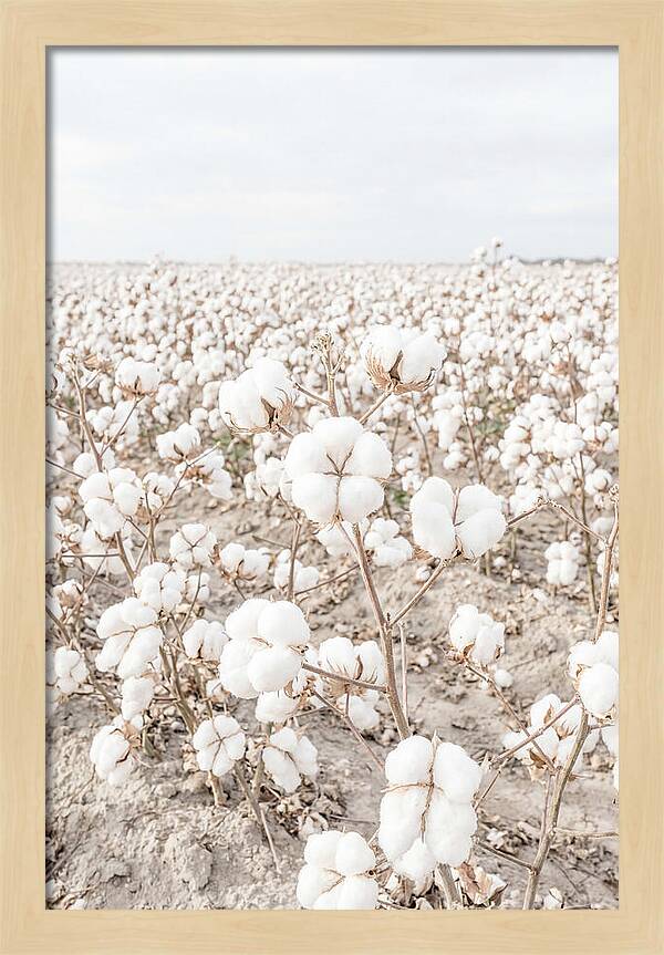 Cotton Field Serenity