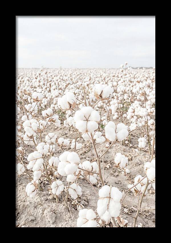 Cotton Field Serenity