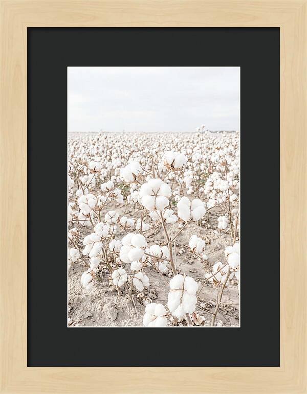 Cotton Field Serenity