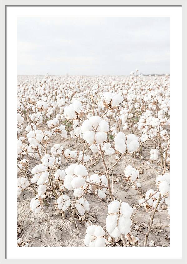 Cotton Field Serenity