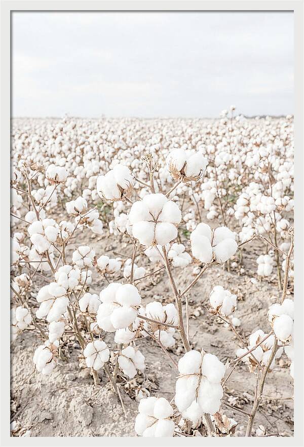 Cotton Field Serenity