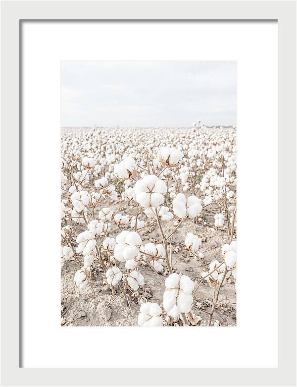 Cotton Field Serenity