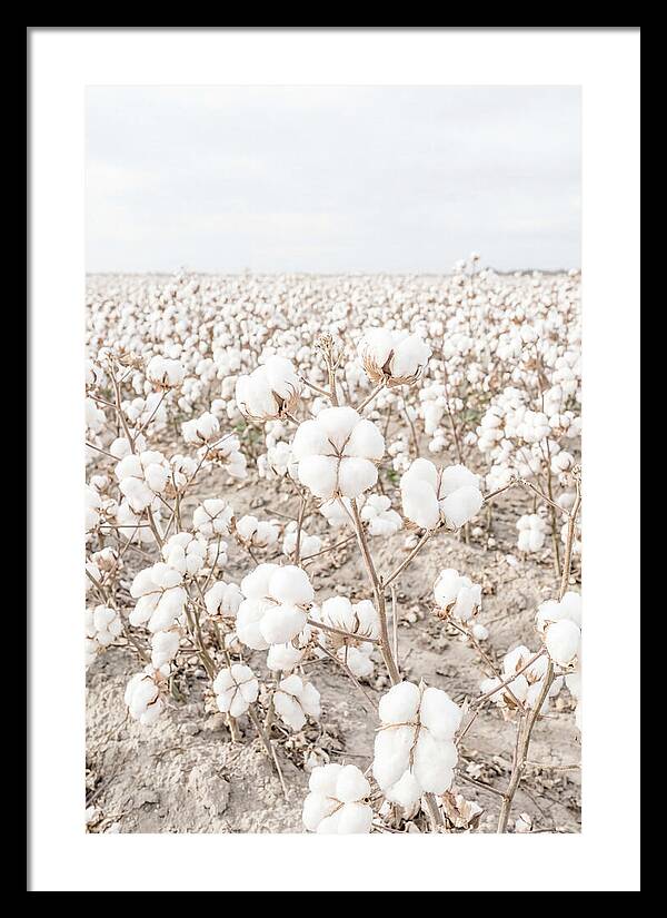 Cotton Field Serenity