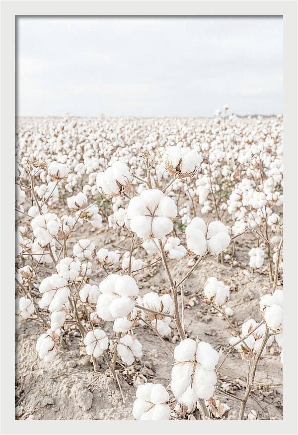 Cotton Field Serenity