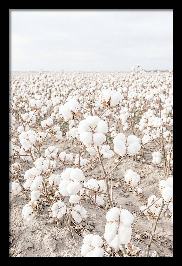 Cotton Field Serenity