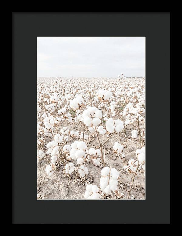 Cotton Field Serenity