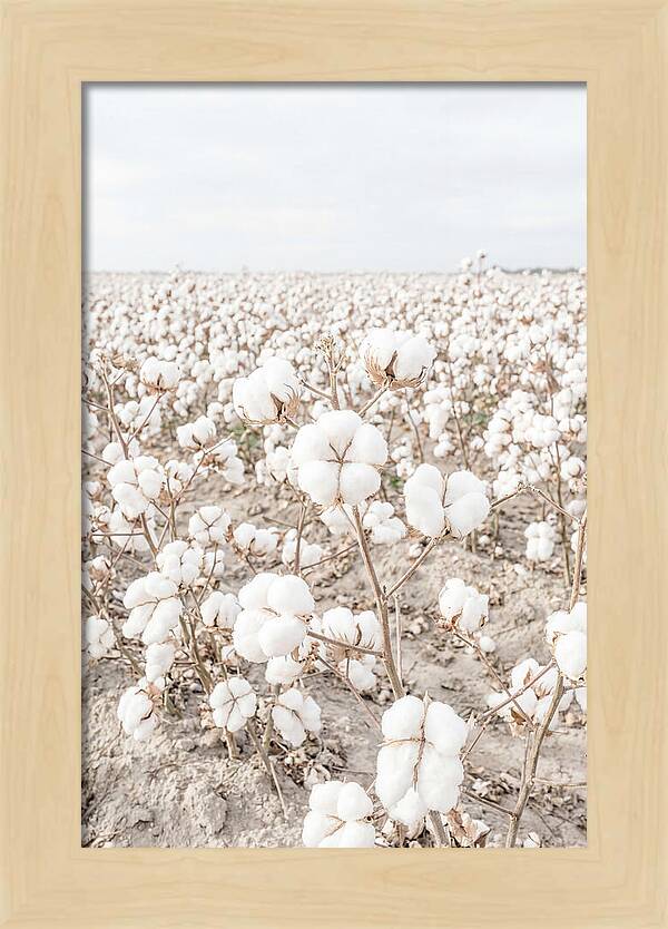 Cotton Field Serenity