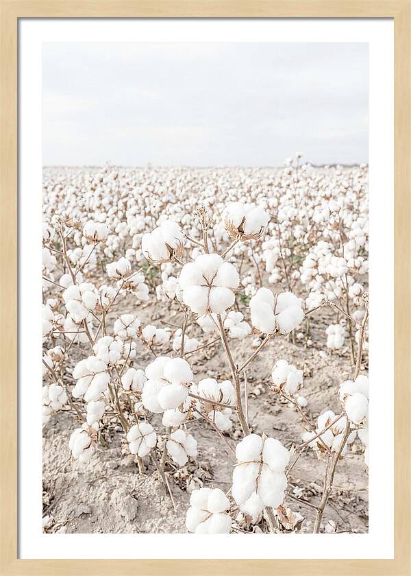Cotton Field Serenity