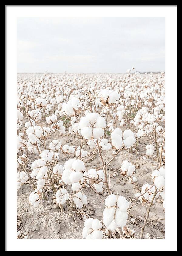 Cotton Field Serenity
