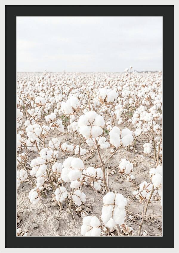 Cotton Field Serenity