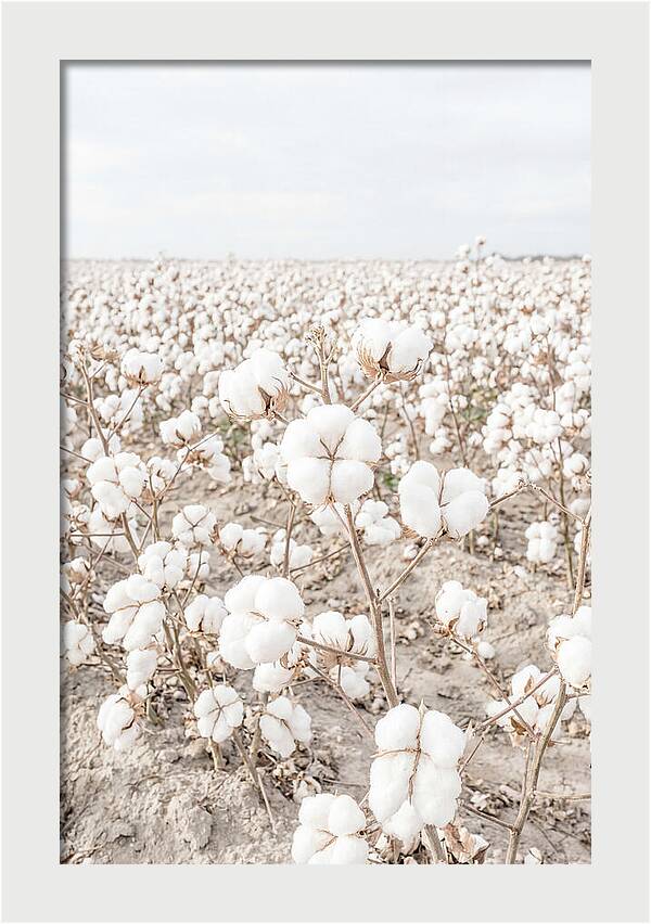 Cotton Field Serenity
