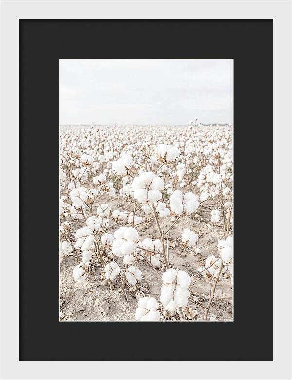 Cotton Field Serenity