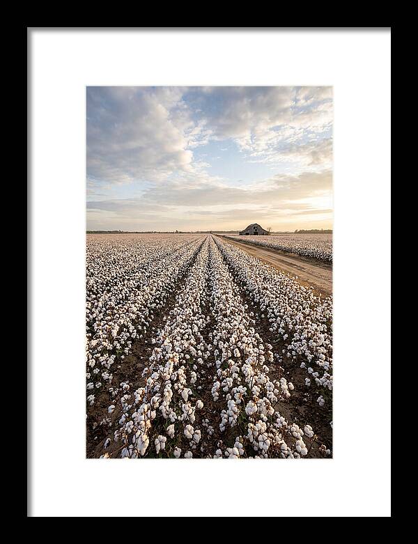 Cotton Fields At Dusk