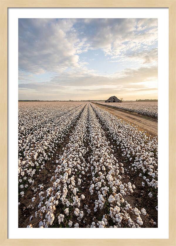 Cotton Fields At Dusk