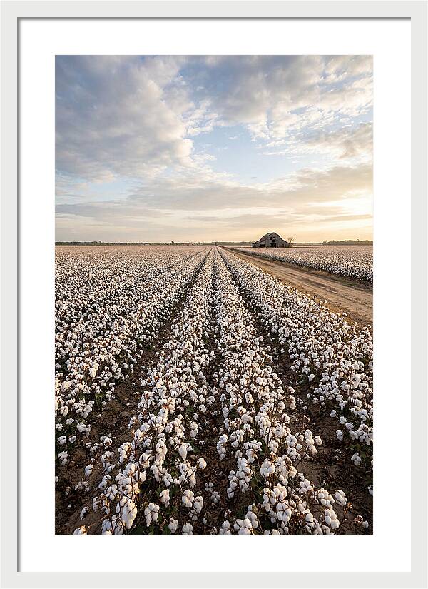 Cotton Fields At Dusk