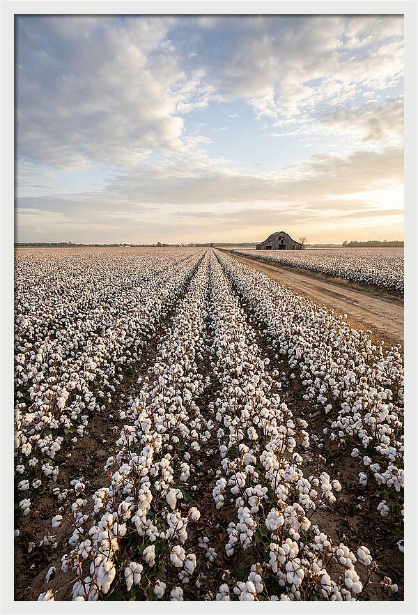 Cotton Fields At Dusk