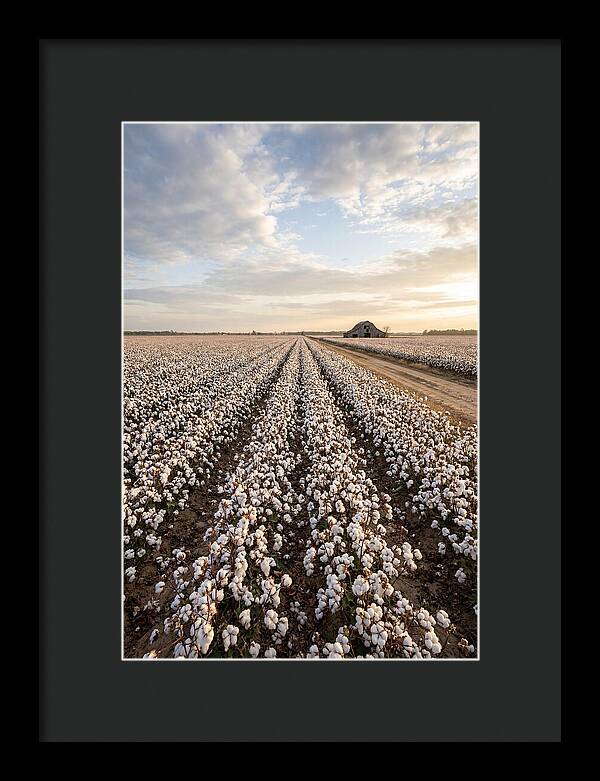 Cotton Fields At Dusk