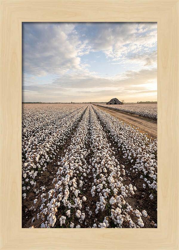 Cotton Fields At Dusk