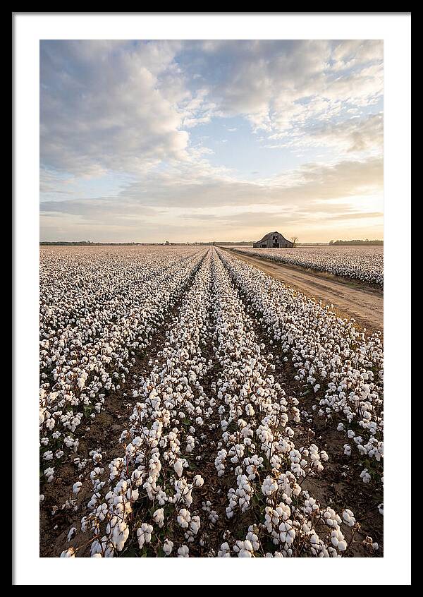 Cotton Fields At Dusk