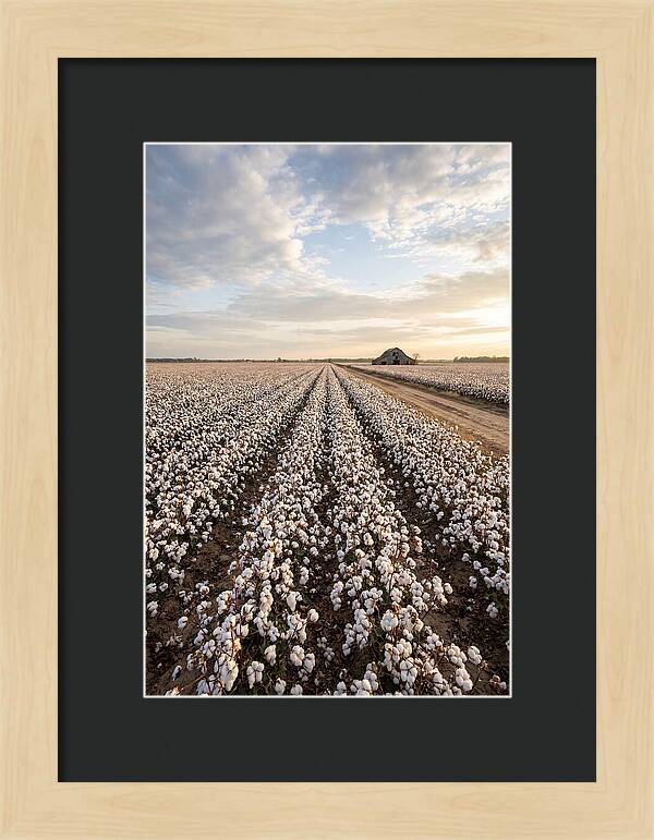 Cotton Fields At Dusk