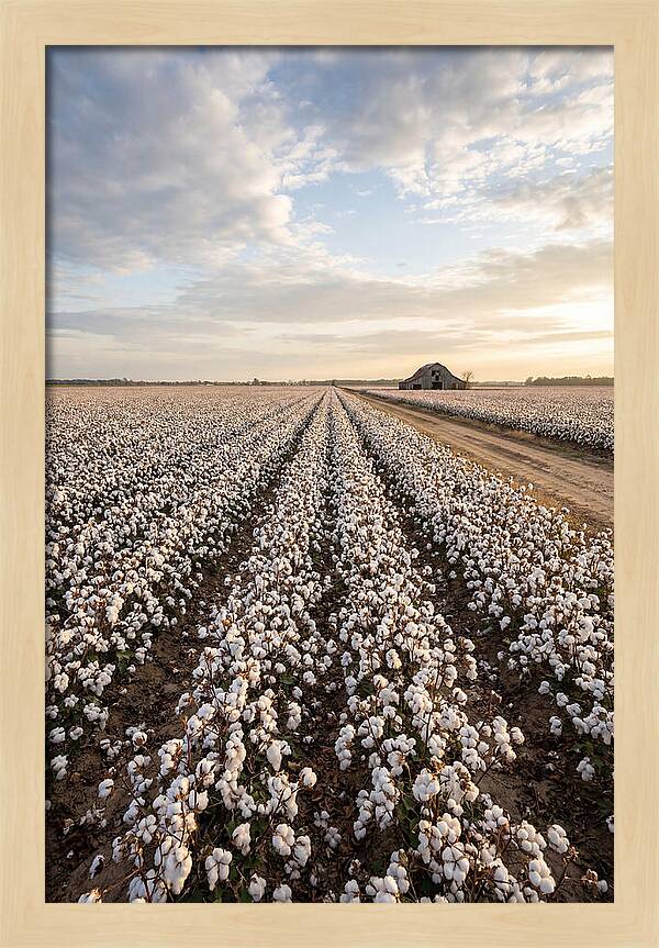 Cotton Fields At Dusk