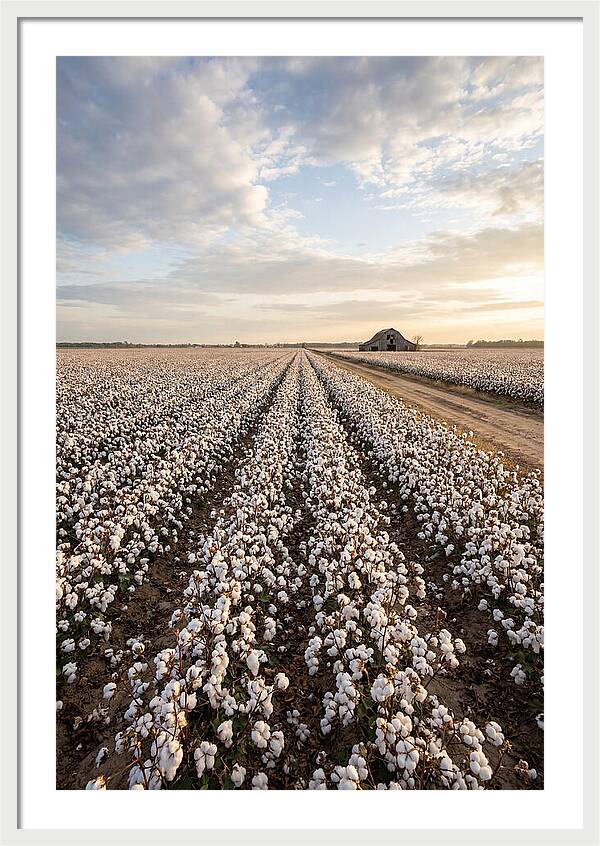 Cotton Fields At Dusk