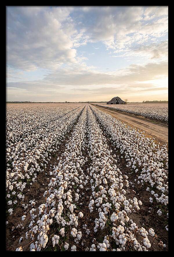 Cotton Fields At Dusk