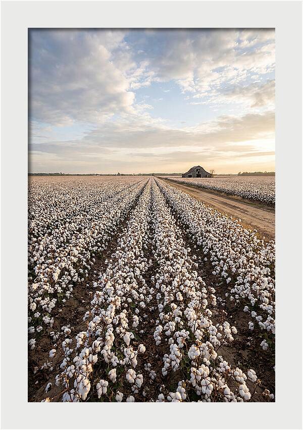 Cotton Fields At Dusk