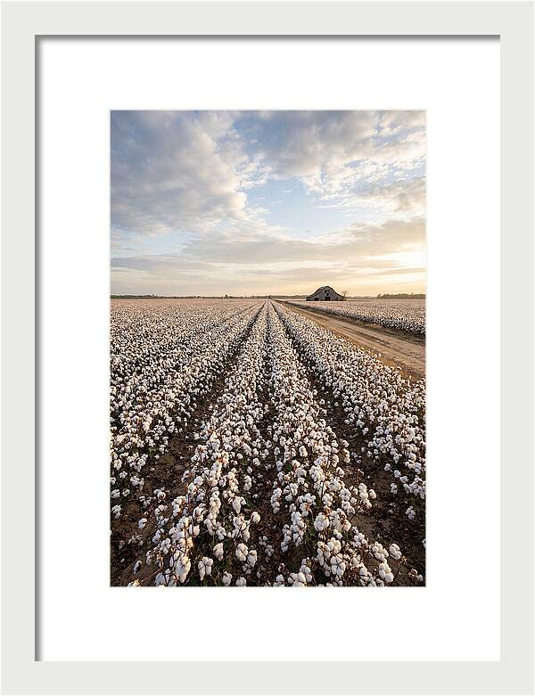Cotton Fields At Dusk