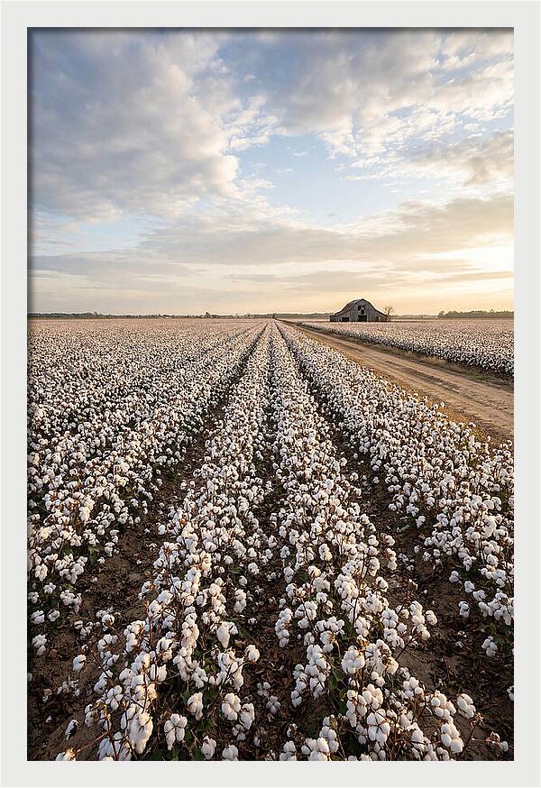 Cotton Fields At Dusk