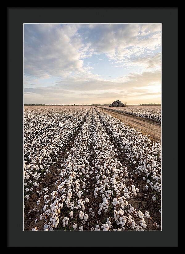 Cotton Fields At Dusk