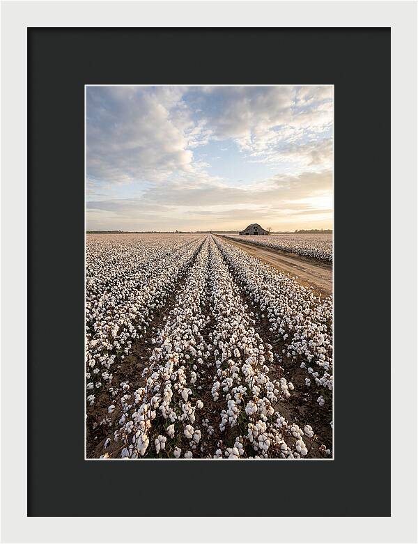Cotton Fields At Dusk