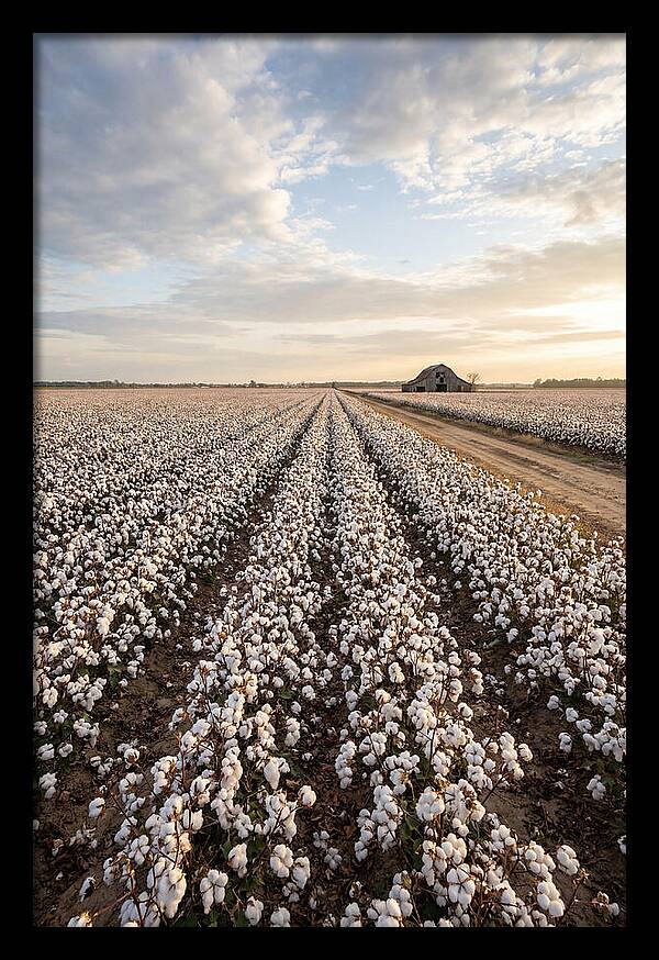 Cotton Fields At Dusk