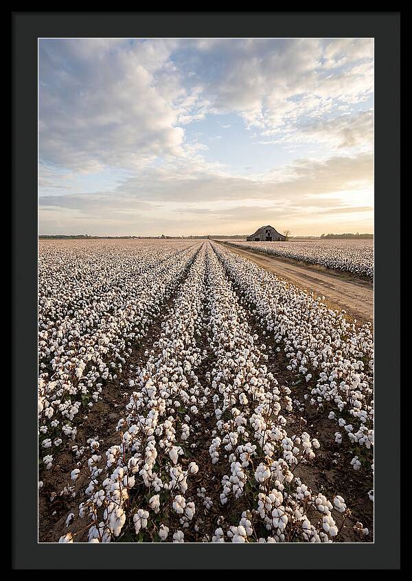Cotton Fields At Dusk