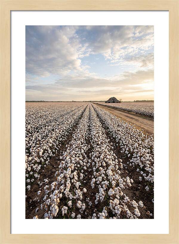 Cotton Fields At Dusk