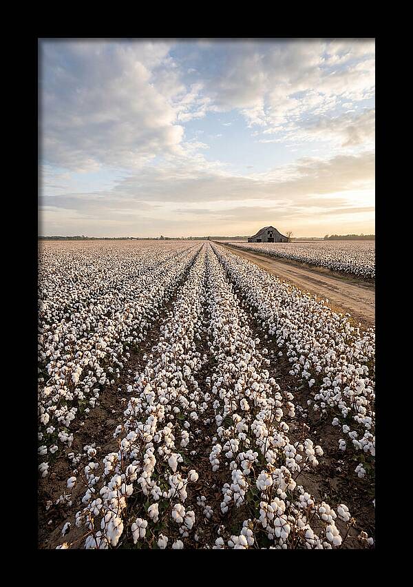 Cotton Fields At Dusk
