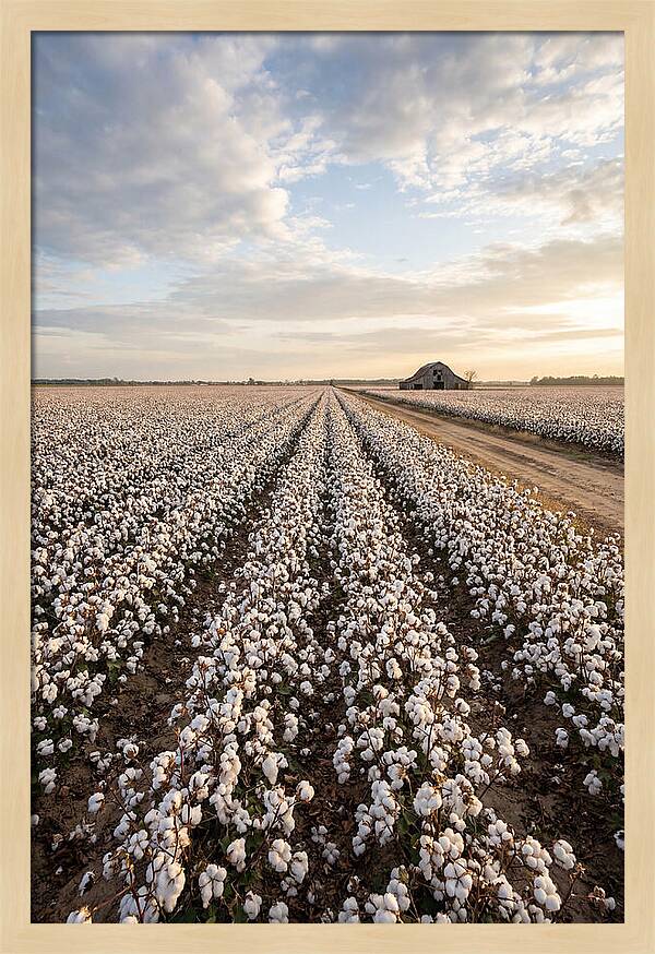 Cotton Fields At Dusk