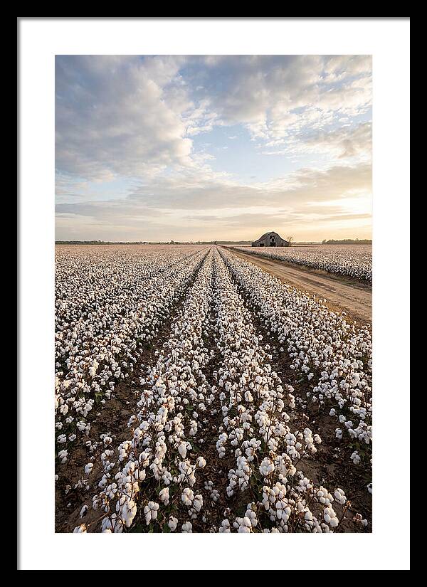 Cotton Fields At Dusk